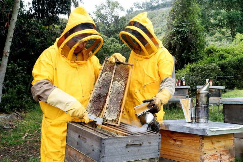 Salvando a las abejas con el Internet de las Cosas (IoT)