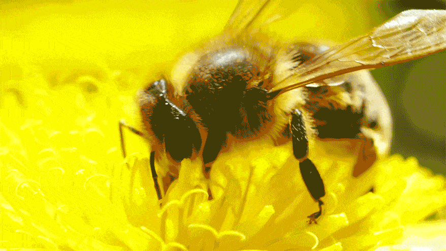 Rastreo de abejas… ¿la solución para combatir su extinción? | DPL News