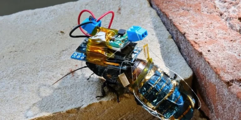 Investigadores japoneses convierten cucarachas en cyborgs para inspeccionar zonas de desastre