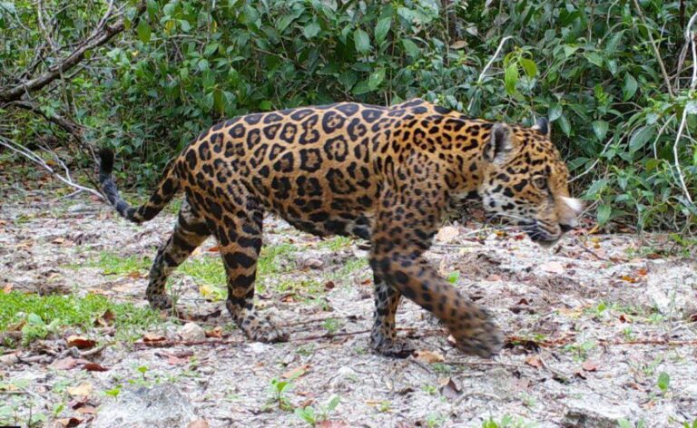 Inteligencia Artificial de Huawei ayuda a monitorear jaguares en Yucatán