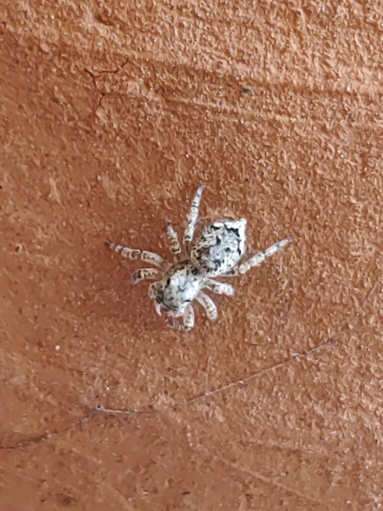 araña huawei p50