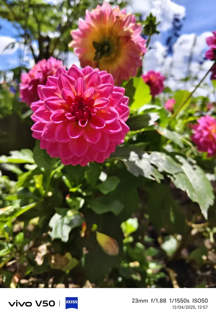 dplnews Vivo V50 acercamiento mc30525