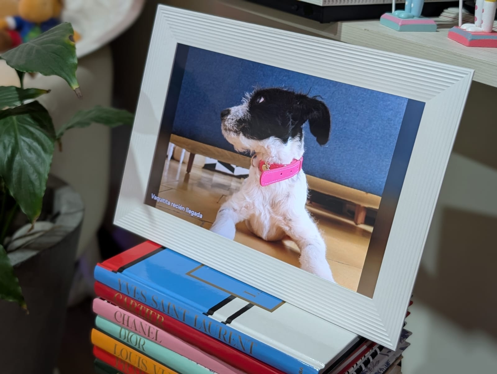 dplnews aura carver mc51225